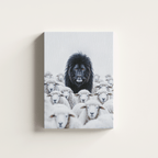 A King Among Sheep