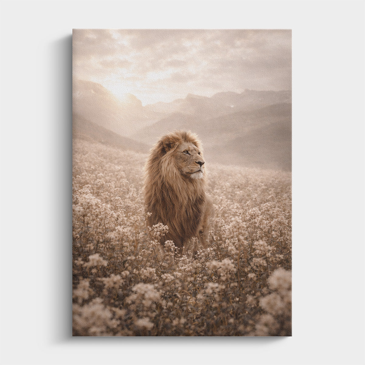 Lion standing in a field with mountains in the background